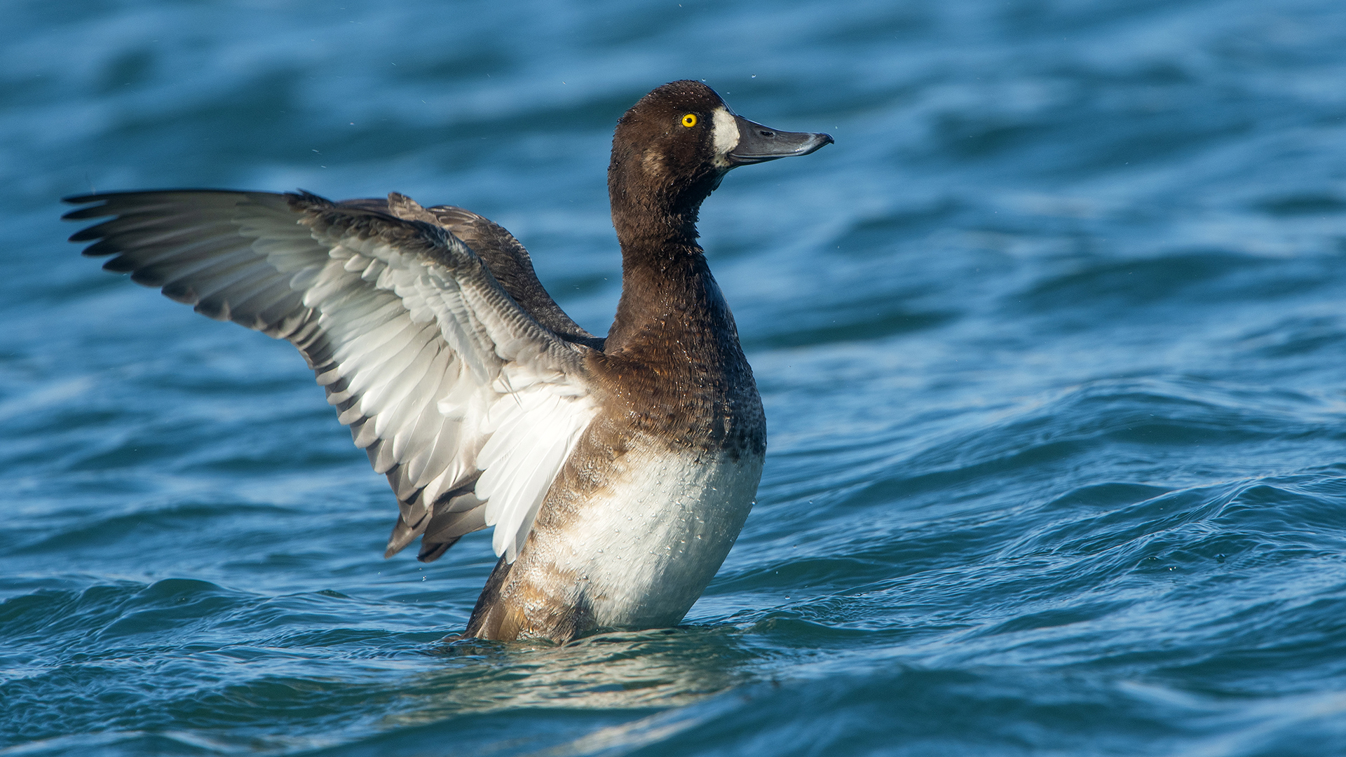 Greater Scaup